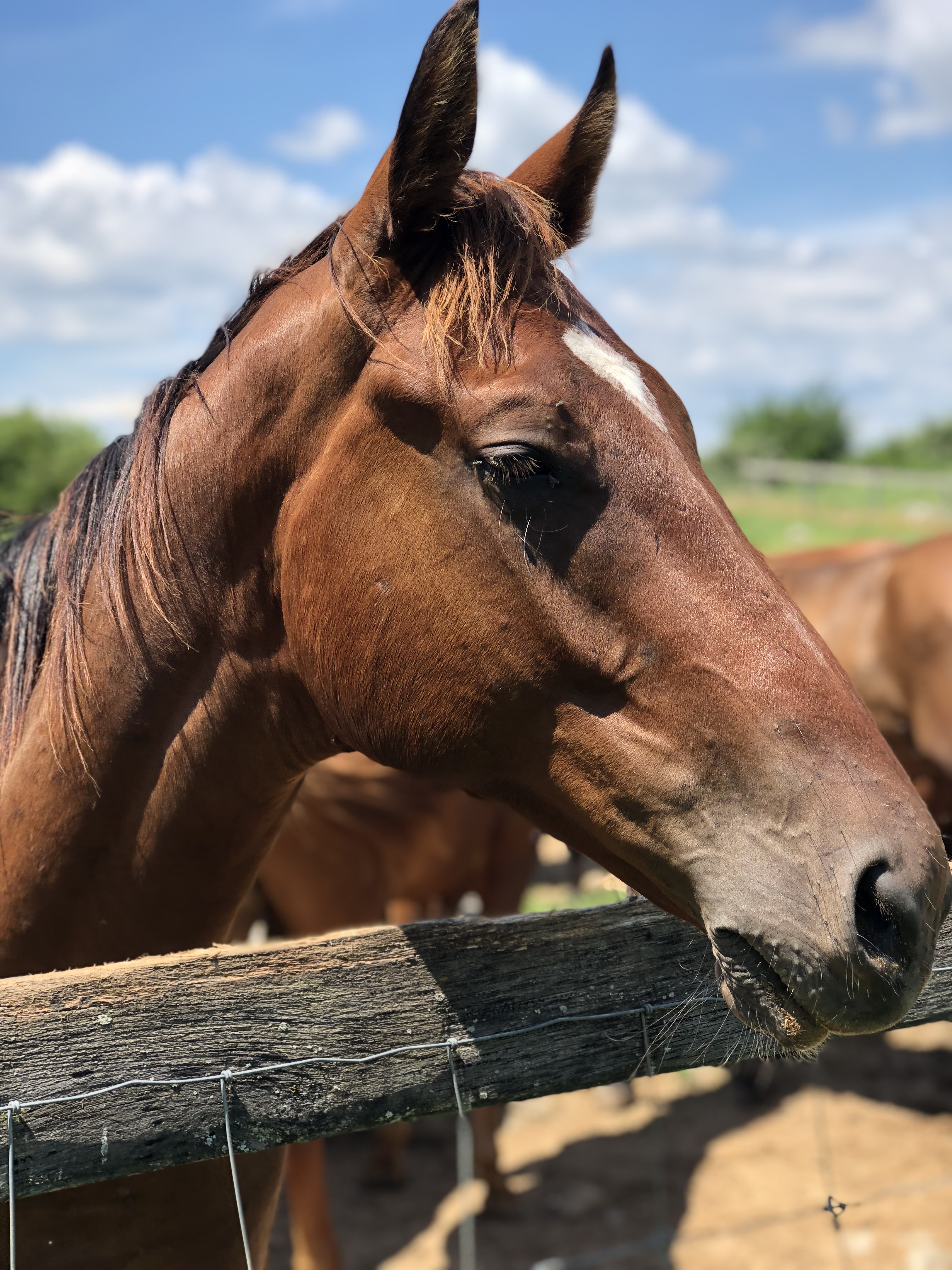 Name That Foal contest returns for 2018